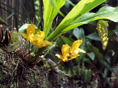 Lycaste aromatica