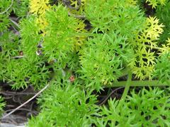 Annesorhiza macrocarpa