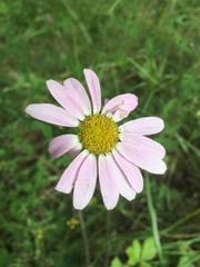 Tanacetum coccineum