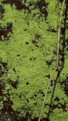 Rhizocarpales