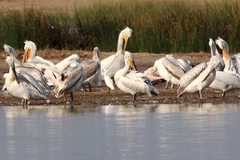 Pelecanus crispus