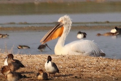 Pelecanus crispus