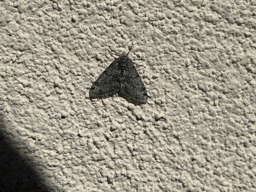 Toothed Phigalia Moth photo 6