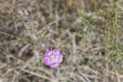Agalinis strictifolia
