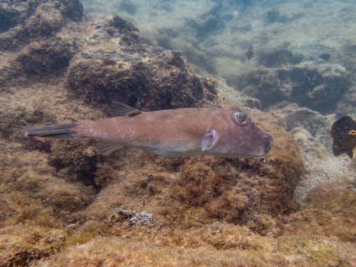 Narrow-headed puffer (Sphoeroides angusticeps) — Tetraodontidae — 2