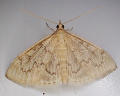 Anania extricalis dionalis