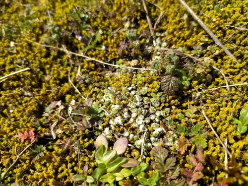 Fragrant Macewort (Mannia fragrans)