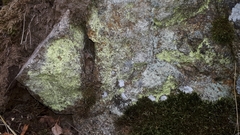 Rhizocarpales