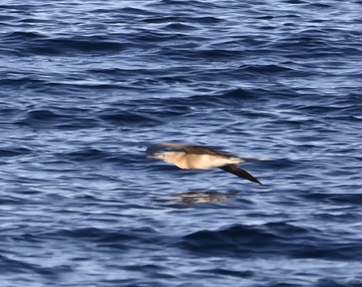 Red-footed Booby