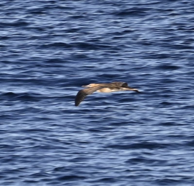 Red-footed Booby
