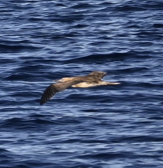 Red-footed Booby