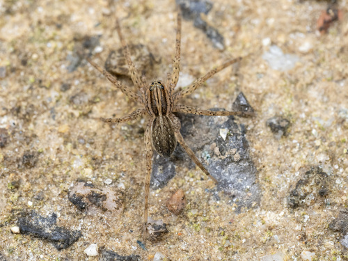 Hygrolycosa umidicola