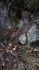 Rhizocarpales