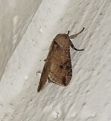 Purius superpulverea