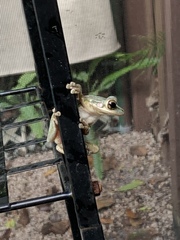 Osteopilus septentrionalis