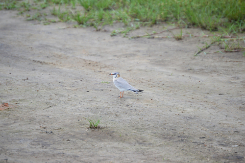 iNaturalist image