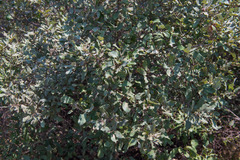 Quercus mohriana