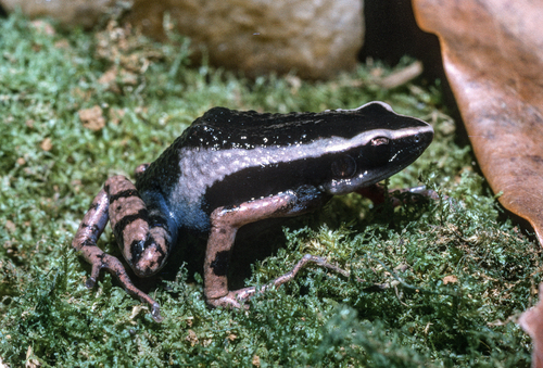Black Long-fingered Frog