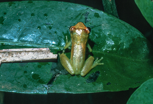 Golden-eyed Reed Frog