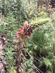 Pedicularis procera