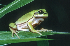 West Cameroon Forest Tree Frog photo 1