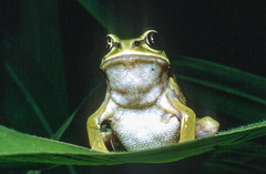 West Cameroon Forest Tree Frog photo 4
