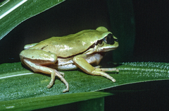 West Cameroon Forest Tree Frog photo 3