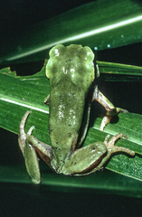 West Cameroon Forest Tree Frog photo 5