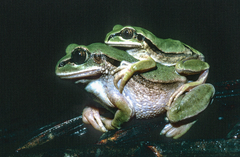 West Cameroon Forest Tree Frog photo 2