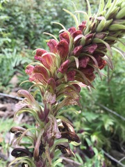 Pedicularis procera