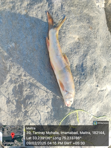 Hill trout (Schizothorax plagiostomus) — Cyprinidae
