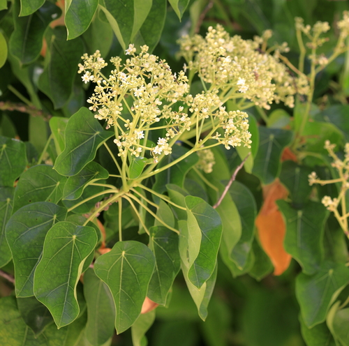 Lantern tree (Hernandia nymphaeifolia)