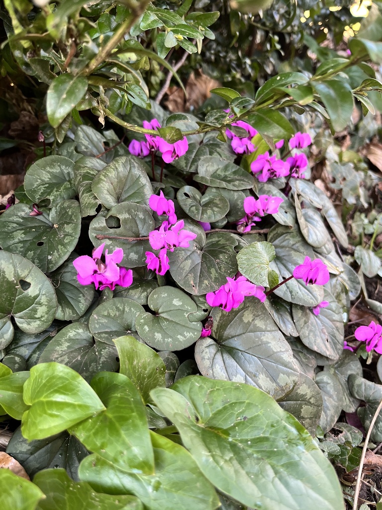 Eastern Sowbread from Stowe House, Buckingham, England, GB on March 2 ...