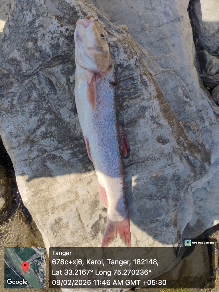 Kunar snowtrout