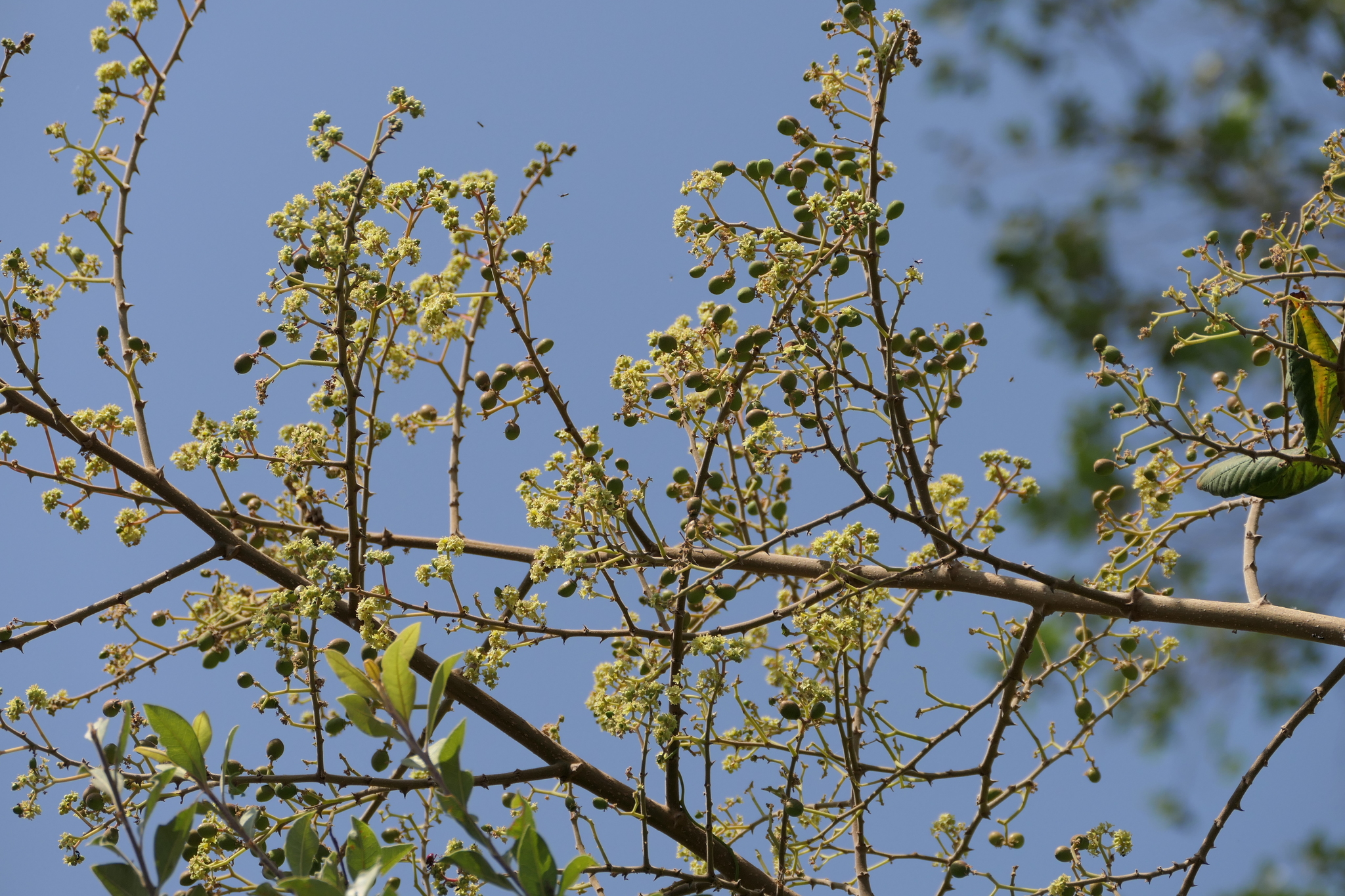 Ziziphus rugosa Lam.