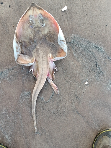 Photo of Cuckoo ray (Leucoraja naevus)