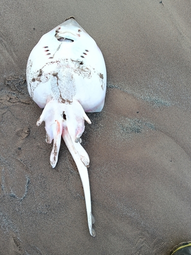 Grootoogrog (Leucoraja naevus) — Rajidae — 5