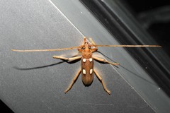 Eburia quadrigeminata