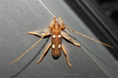 Eburia quadrigeminata