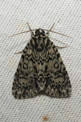 Acronicta heitzmani
