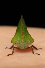 Telamonini