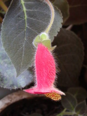 Gesnerieae