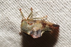 Telamona decorata