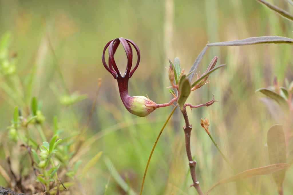 Ceropegia jainii, Amboli, Maharashtra 416510, India