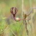 Ceropegia jainii - Photo (c) S.MORE, some rights reserved (CC BY-NC), uploaded by S.MORE