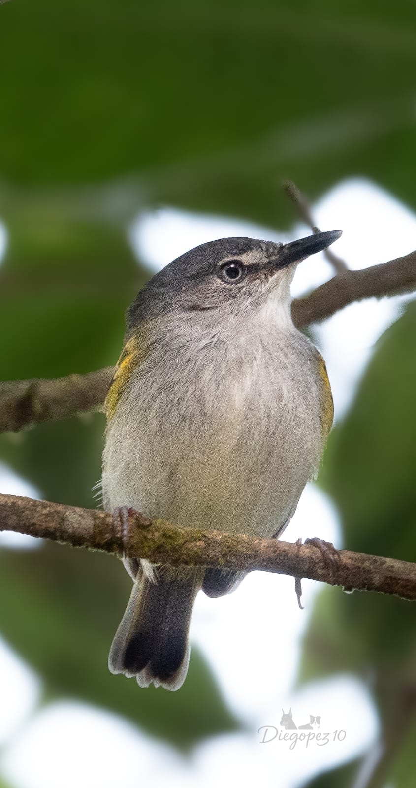 Slaty-headed Tody-Flycatcher (Poecilotriccus sylvia), photo 2