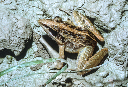 Perret's Grassland Frog