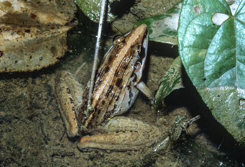 Perret's Grassland Frog