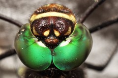 Macromia