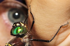 Macromia